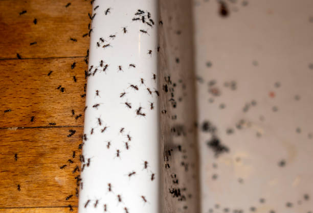 Best Commercial Pest Control Services  in Stratford, CA